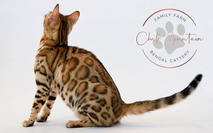 beautiful bengal kitten texas
